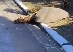 Part2 Animals Rescue #dogrescue #rescuedog #dogsofttiktok #foryoupage #foryou #dogs