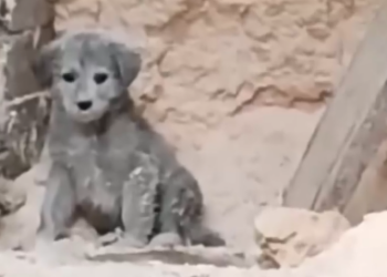 Part2 Animals Rescue #dogrescue #rescuedog #dogsofttiktok #foryoupage #foryou #dogs