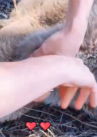 Part2 Animals Rescue #dogrescue #rescuedog #dogsofttiktok #foryoupage #foryou #dogs