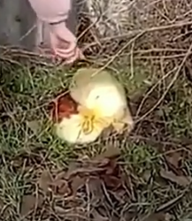 Part2 Animals Rescue #dogrescue #rescuedog #dogsofttiktok #foryoupage #foryou #dogs