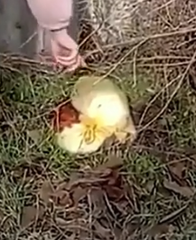 Part2 Animals Rescue #dogrescue #rescuedog #dogsofttiktok #foryoupage #foryou #dogs