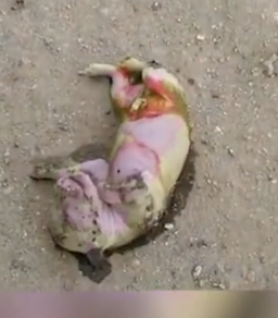 Part2 Animals Rescue #dogrescue #rescuedog #dogsofttiktok #foryoupage #foryou #dogs