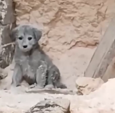 Part2 Animals Rescue #dogrescue #rescuedog #dogsofttiktok #foryoupage #foryou #dogs