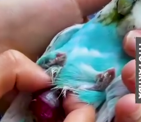 Part2 Animals Rescue #dogrescue #rescuedog #dogsofttiktok #foryoupage #foryou #dogs