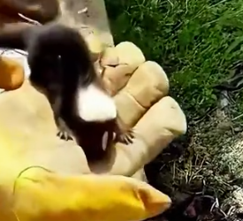 Part2 Animals Rescue #dogrescue #rescuedog #dogsofttiktok #foryoupage #foryou #dogs