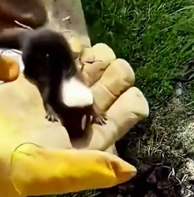 Part2 Animals Rescue #dogrescue #rescuedog #dogsofttiktok #foryoupage #foryou #dogs