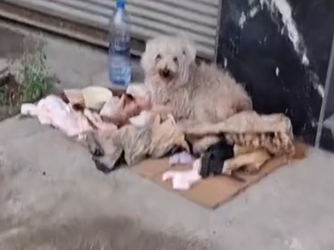 Part2 Animals Rescue #dogrescue #rescuedog #dogsofttiktok #foryoupage #foryou #dogs