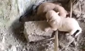 Part2 Animals Rescue #dogrescue #rescuedog #dogsofttiktok #foryoupage #foryou #dogs