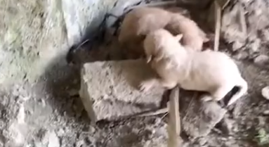 Part2 Animals Rescue #dogrescue #rescuedog #dogsofttiktok #foryoupage #foryou #dogs