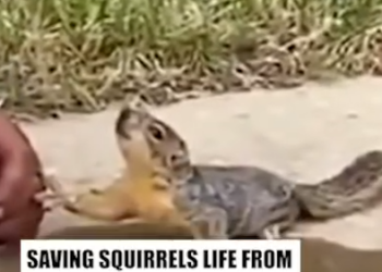 Part2 Animals Rescue #dogrescue #rescuedog #dogsofttiktok #foryoupage #foryou #dogs