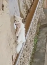 Part2 Animals Rescue #dogrescue #rescuedog #dogsofttiktok #foryoupage #foryou #dogs