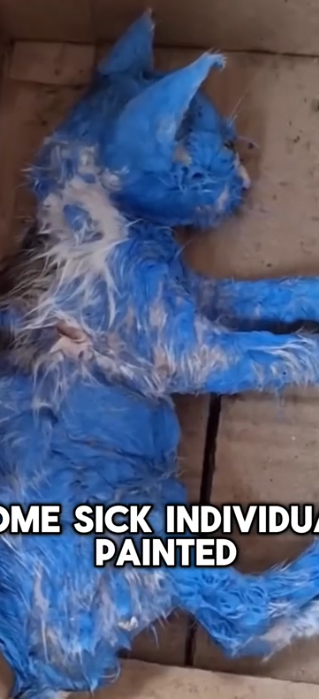 Part2 Animals Rescue #dogrescue #rescuedog #dogsofttiktok #foryoupage #foryou #dogs