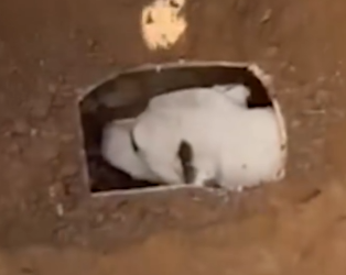 Part2 Animals Rescue #dogrescue #rescuedog #dogsofttiktok #foryoupage #foryou #dogs