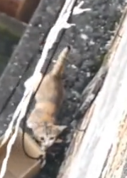 Part2 Animals Rescue #dogrescue #rescuedog #dogsofttiktok #foryoupage #foryou #dogs