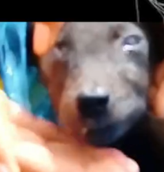 Part2 Animals Rescue #dogrescue #rescuedog #dogsofttiktok #foryoupage #foryou #dogs