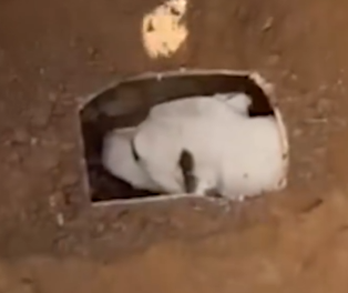 Part2 Animals Rescue #dogrescue #rescuedog #dogsofttiktok #foryoupage #foryou #dogs