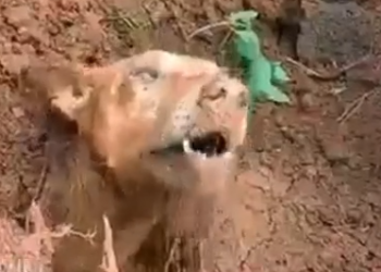 Part2 Animals Rescue #dogrescue #rescuedog #dogsofttiktok #foryoupage #foryou #dogs