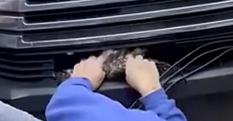 Part2 Animals Rescue #dogrescue #rescuedog #dogsofttiktok #foryoupage #foryou #dogs