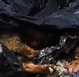 Part2 Animals Rescue #dogrescue #rescuedog #dogsofttiktok #foryoupage #foryou #dogs