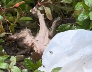 Part2 Animals Rescue #dogrescue #rescuedog #dogsofttiktok #foryoupage #foryou #dogs