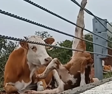 Part2 Animals Rescue #dogrescue #rescuedog #dogsofttiktok #foryoupage #foryou #dogs