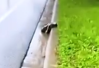 Part2 Animals Rescue #dogrescue #rescuedog #dogsofttiktok #foryoupage #foryou #dogs