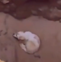 Part2 Animals Rescue #dogrescue #rescuedog #dogsofttiktok #foryoupage #foryou #dogs