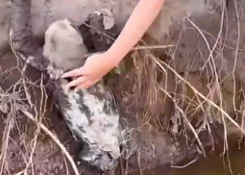 Part2 Animals Rescue #dogrescue #rescuedog #dogsofttiktok #foryoupage #foryou #dogs