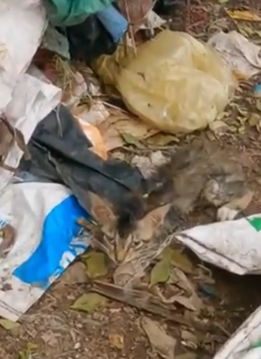 Part2 Animals Rescue #dogrescue #rescuedog #dogsofttiktok #foryoupage #foryou #dogs