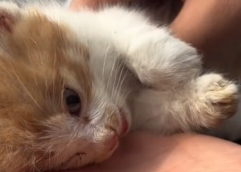 Part2 Animals Rescue #dogrescue #rescuedog #dogsofttiktok #foryoupage #foryou #dogs