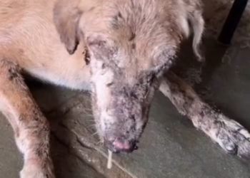Part2 Animals Rescue #dogrescue #rescuedog #dogsofttiktok #foryoupage #foryou #dogs