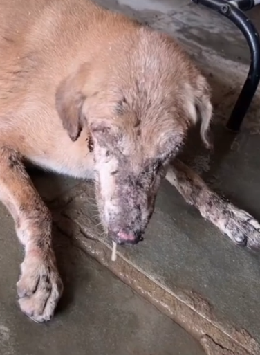 Part2 Animals Rescue #dogrescue #rescuedog #dogsofttiktok #foryoupage #foryou #dogs