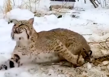 Part2 Animals Rescue #dogrescue #rescuedog #dogsofttiktok #foryoupage #foryou #dogs