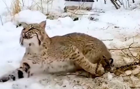 Part2 Animals Rescue #dogrescue #rescuedog #dogsofttiktok #foryoupage #foryou #dogs