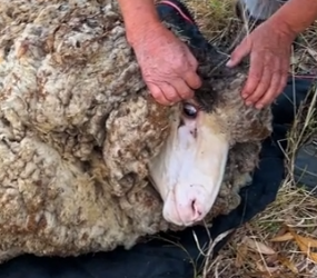 Part2 Animals Rescue #dogrescue #rescuedog #dogsofttiktok #foryoupage #foryou #dogs