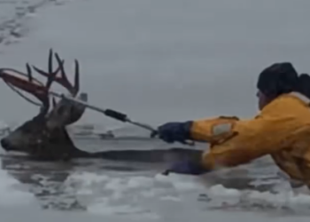 Part2 Animals Rescue #dogrescue #rescuedog #dogsofttiktok #foryoupage #foryou #dogs