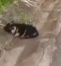 Part2 Animals Rescue #dogrescue #rescuedog #dogsofttiktok #foryoupage #foryou #dogs