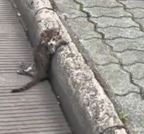 Part2 Animals Rescue #dogrescue #rescuedog #dogsofttiktok #foryoupage #foryou #dogs