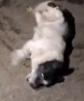 Part2 Animals Rescue #dogrescue #rescuedog #dogsofttiktok #foryoupage #foryou #dogs