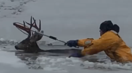 Part2 Animals Rescue #dogrescue #rescuedog #dogsofttiktok #foryoupage #foryou #dogs