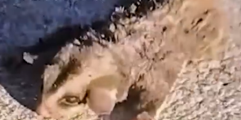 Part2 Animals Rescue #dogrescue #rescuedog #dogsofttiktok #foryoupage #foryou #dogs