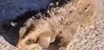 Part2 Animals Rescue #dogrescue #rescuedog #dogsofttiktok #foryoupage #foryou #dogs