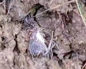 Part2 Animals Rescue #dogrescue #rescuedog #dogsofttiktok #foryoupage #foryou #dogs