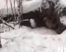 Part2 Animals Rescue #dogrescue #rescuedog #dogsofttiktok #foryoupage #foryou #dogs