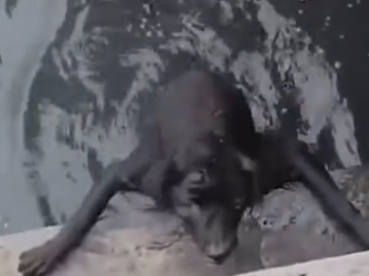 Part2 Animals Rescue #dogrescue #rescuedog #dogsofttiktok #foryoupage #foryou #dogs