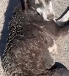 Part2 Animals Rescue #dogrescue #rescuedog #dogsofttiktok #foryoupage #foryou #dogs