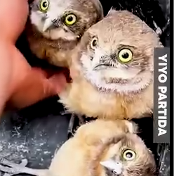 Part2 Animals Rescue #dogrescue #rescuedog #dogsofttiktok #foryoupage #foryou #dogs