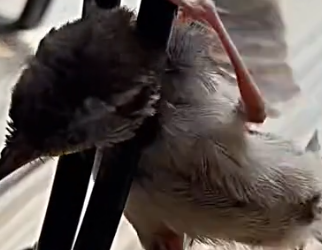 Part2 Animals Rescue #dogrescue #rescuedog #dogsofttiktok #foryoupage #foryou #dogs