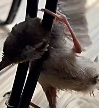 Part2 Animals Rescue #dogrescue #rescuedog #dogsofttiktok #foryoupage #foryou #dogs