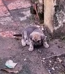 Part2 Animals Rescue #dogrescue #rescuedog #dogsofttiktok #foryoupage #foryou #dogs